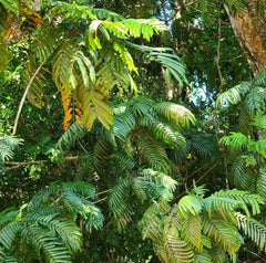 Pracaxi Oil