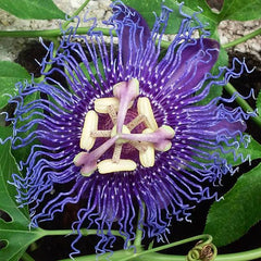 Maracuja Oil - Passion Fruit - Oily skin, eye area. - Rainforest Chica
 - 9
