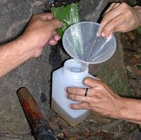 Copaiba Oil - Resin - Rainforest Chica
 - 4