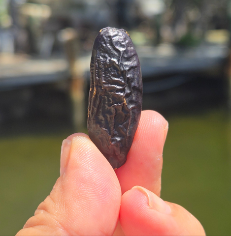 Tonka Beans - Cumaru Seeds