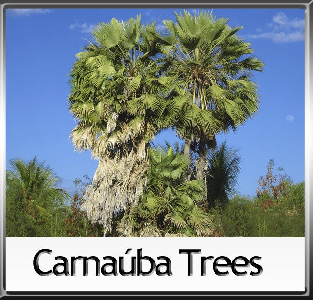 Carnauba Wax T1 - Brazil Wax – Rainforest Chica