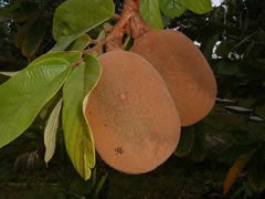 Cupuacu Butter - Hair care, skin care, vegetable lanolin. - Rainforest Chica
 - 6