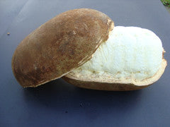 Cupuacu Butter - Hair care, skin care, vegetable lanolin. - Rainforest Chica
 - 7